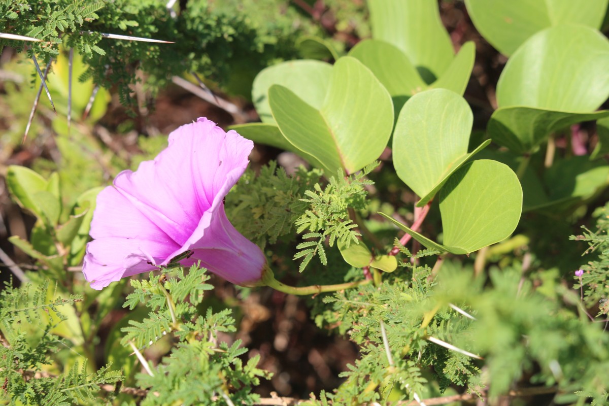 Ipomoea pes-caprae (L.) R.Br.